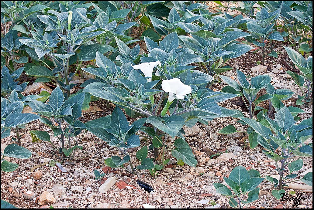 Datura inoxia